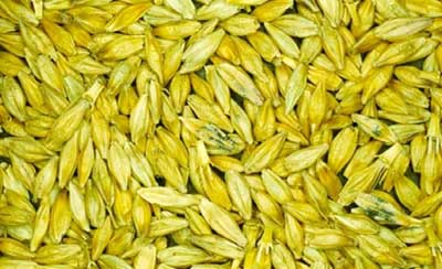 Barley Seeds